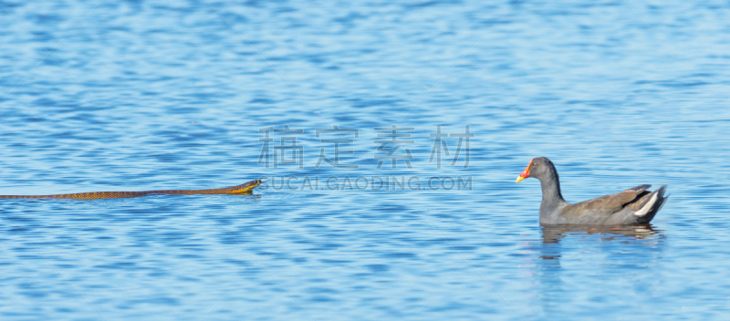 虎蛇,黄昏,黑水鸡,自然,野生动物,全景,图像,蛇,西澳大利亚,野外动物