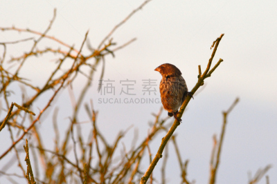 雀科,达尔文,达尔文雀,埃斯帕诺拉群岛,加拉帕戈斯群岛,厄瓜多尔,遗传研究,旅游目的地,水平画幅,无人