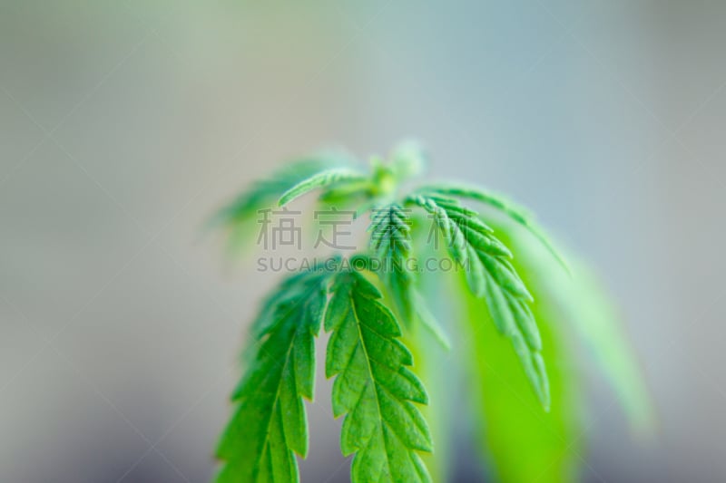 绿色,概念,健康保健,秧苗,食用油,植物,植物群,大特写,生长