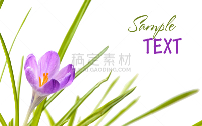 留白,番红花属,春天,白色背景,分离着色,美,贺卡,边框,水平画幅,雪