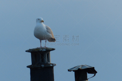 诺曼底,选择对焦,水平画幅,鸟类,动物身体部位,野外动物,户外,滨海特鲁维尔,喙,海滩