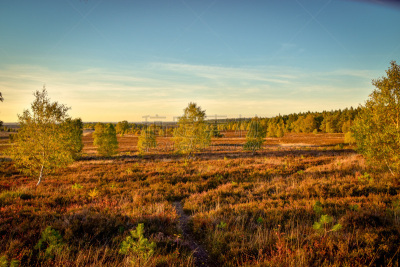 Golden autumn in the Lüneburg Heath near Undeloh