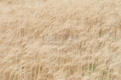 特拉华,美洲石斛,朗格多克-鲁西永,风管,自然,俄勒冈州,俄勒冈郡,水平画幅,无人,自由
