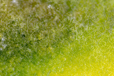 真菌,藻类,大群动物,个性,皮氏培养皿,显微镜,水,生物科技,水平画幅,孢子