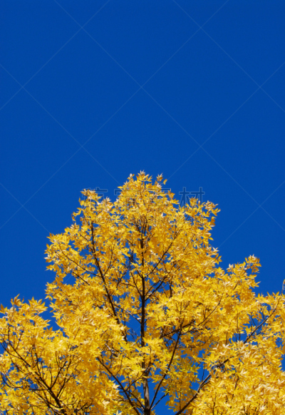 天空,树梢,蓝色,黄色,垂直画幅,美,留白,无人,山毛榉树