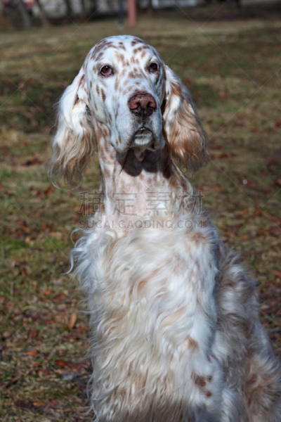 英格兰长毛猎犬,草,春天,特写,背景,似人脸,brown dog tick,松狮,白屋顶间歇泉,豇豆