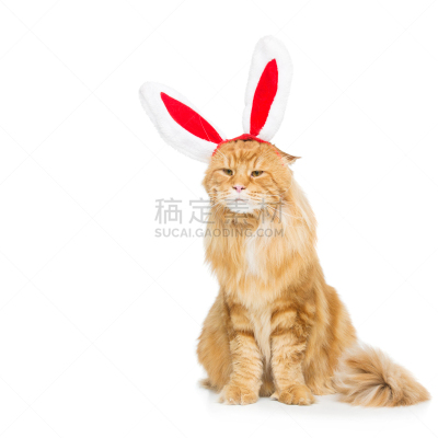 巨大的,兔耳朵,在边上,动物头,姜黄色的猫,缅因库恩猫,浣熊,宠物服装,留白