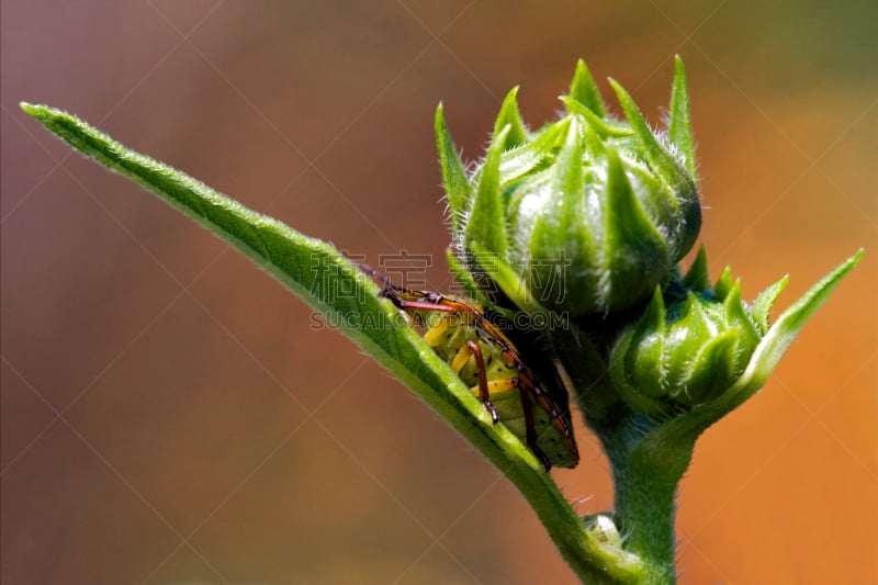 半翅目,Green Shield Bug,Heteroptera,盾蝽,爪子,动物身体部位,野外动物,夏天,仅一朵花,白色