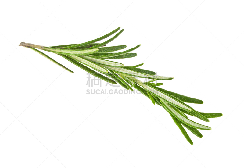 Twig of rosemary on a white background