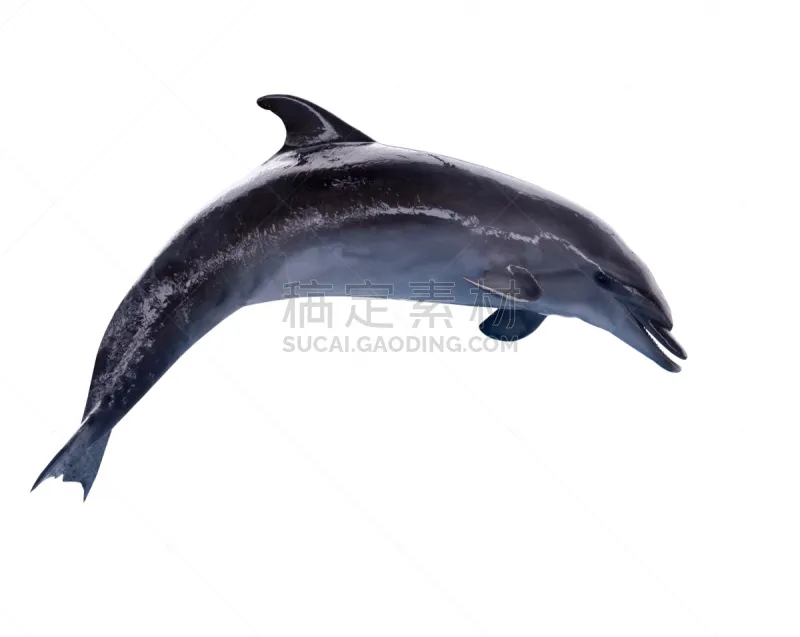 灰色 黑色 分离着色 海豚 哺乳纲 白色 野生动物 水平画幅 动物 白色背景图片素材下载 稿定素材