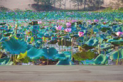 桌子,莲花湖,越南,空的,清新,自然界的状态,热带气候,食品,独腿桌子,泰国