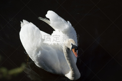 天鹅,利默里克市,夏隆河,野生动物,水平画幅,无人,爱尔兰,翎毛,漂浮,摄影