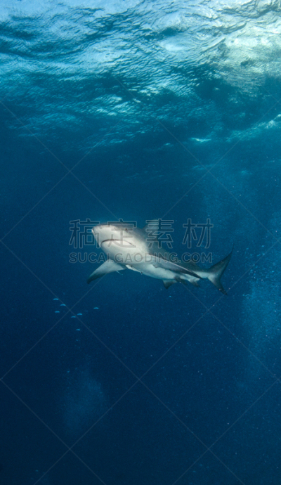 巴哈马国,公牛鲨,深的,自然,海洋生命,运动,垂直画幅,图像,海洋,鲨鱼