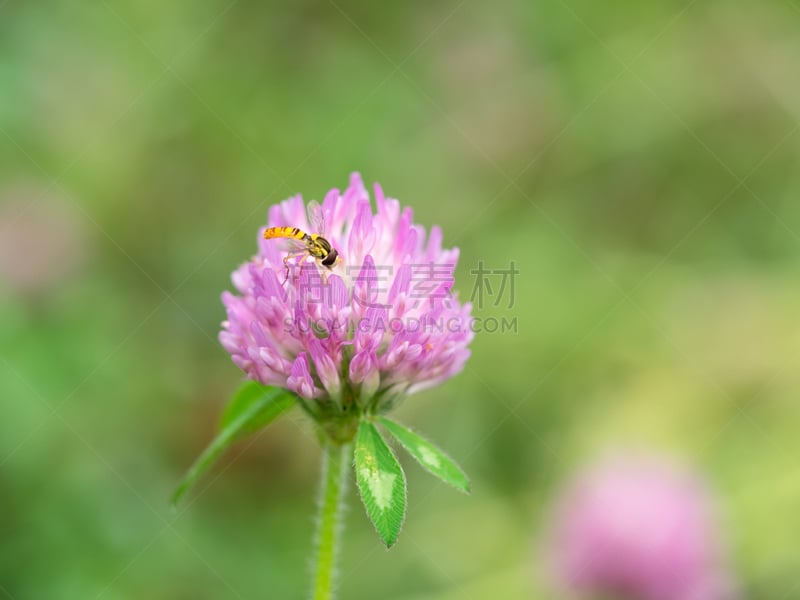 两翼昆虫,无人机,三叶草芽,水平画幅,无人,红羽毛三叶草,三叶草,夏天,品红色,户外