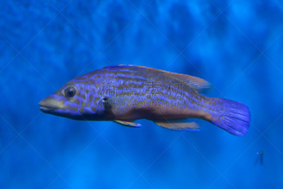 cuckoo wrasse,水,水平画幅,大西洋,大西洋群岛,水下,野外动物,动物主题,濑鱼,鲈形目