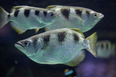 射水鱼,黑环海龙,indopacific ocean,鳍刺类鱼,旗鱼,大群动物,鲈形目,玻利尼西亚,菲律宾,水