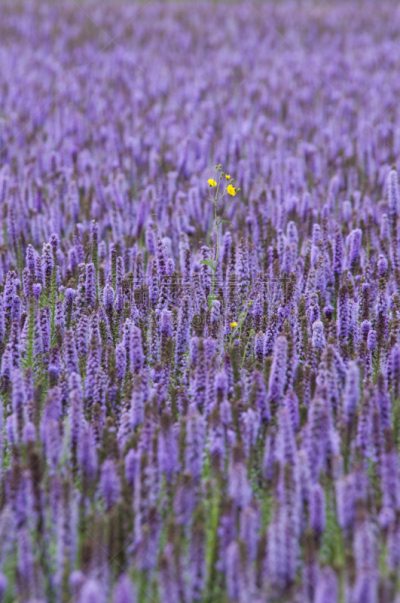 紫色,黄色,田地,一个物体,仅一朵花,广藿香,hyssop,皱叶蔷薇,自然,垂直画幅
