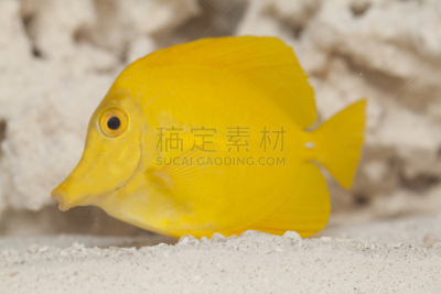 水下,黄高鳍粗皮鲷,水,美,留白,水平画幅,沙子,无人,特写,活力