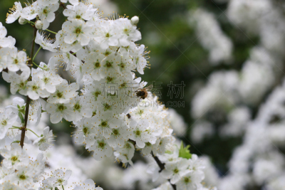 蜜蜂,泉,自然,水平画幅,地形,景观设计,无人,户外,新西兰,白色