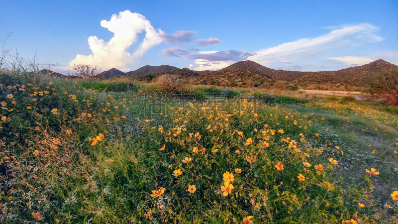 In Sonora Desert, Hermosillo, México