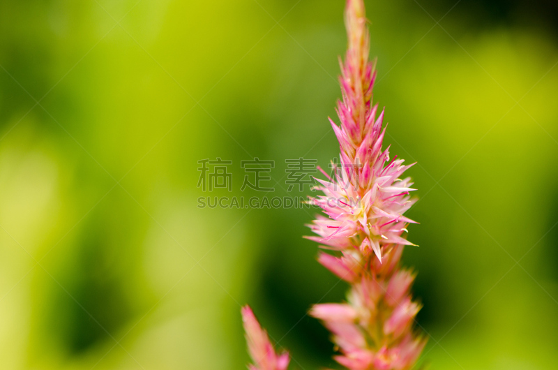 芦笋蕨,鸡冠花,美,水平画幅,无人,夏天,户外,草,特写,花束