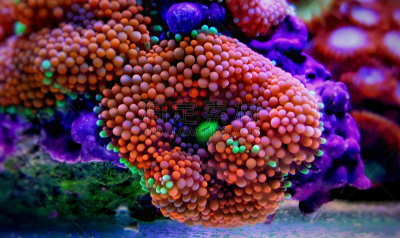 尤马族,蘑菇,人工饲养动物,indopacific ocean,生物,动物,礁石,植物,珊瑚,水下