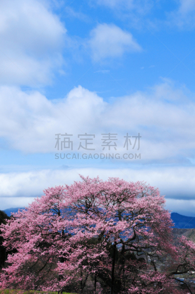 樱桃树, 高山市,长野县,自然,垂直画幅,天空,樱花,无人,日本,户外
