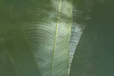 自然,棕榈树,叶子,背景,大特写,水平画幅,奇旺,无人,抽象,特莱