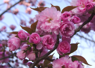樱花,日本,对称,重瓣花,萼片,天空,水平画幅,绿色,无人,特写