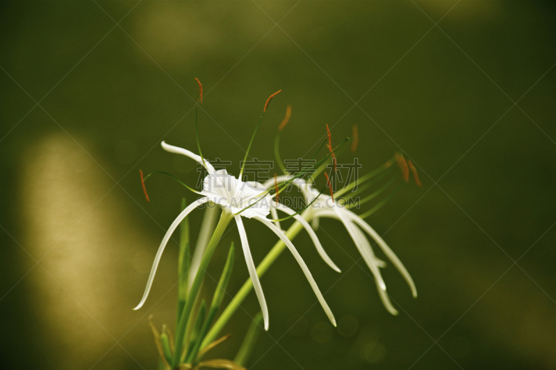 百合花,白色,清新,绿色背景,花朵,花粉,水鬼蕉,孢子囊,蜘蛛百合,花柱头