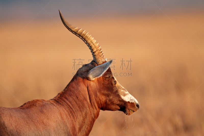 Blesbok,羚羊,自然,野生动物,水平画幅,无人,食草动物,非洲,动物身体部位,野外动物