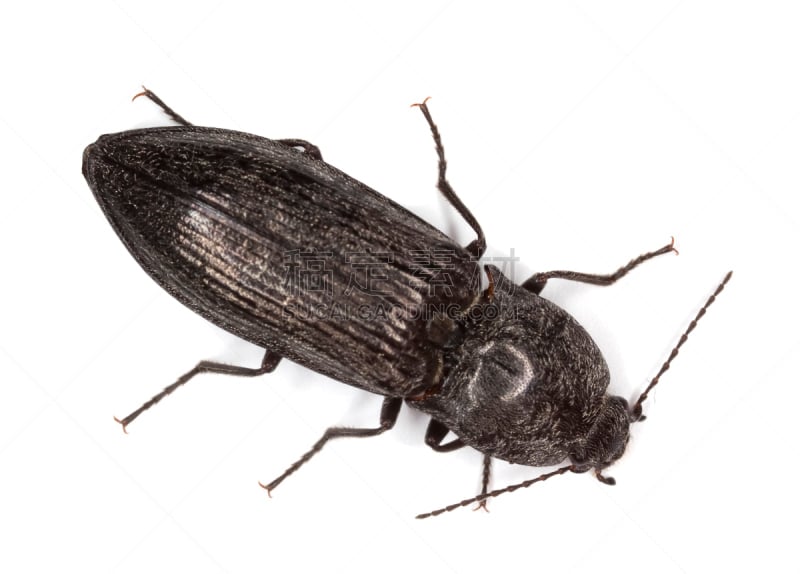 click beetle,白色背景,分离着色,象鼻虫,水平画幅,无人,图像,特写,白色,彩色图片