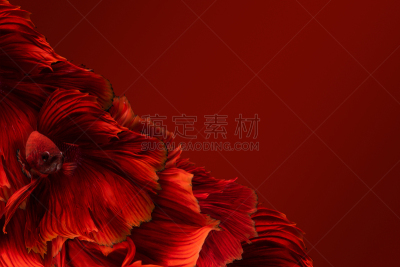 红色,背景分离,长的,概念,红色背景,尾巴,半月,水下,多色的,蓝色