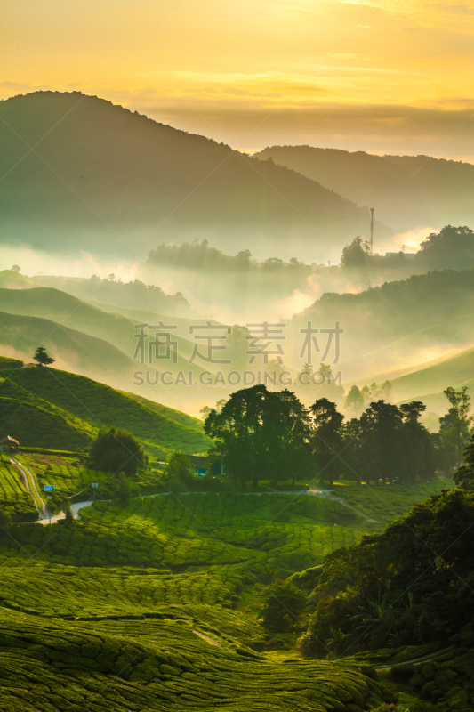 金马仑高原,茶树,阳光光束,雾,近景,在上面,彭亨州,垂直画幅,山,无人