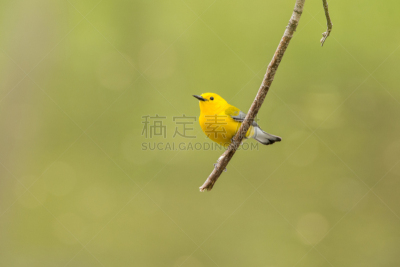 原鸣莺,密尔沃基河,鸣鸟,威斯康星,自然,美国,水平画幅,鸟类,户外,北美歌雀