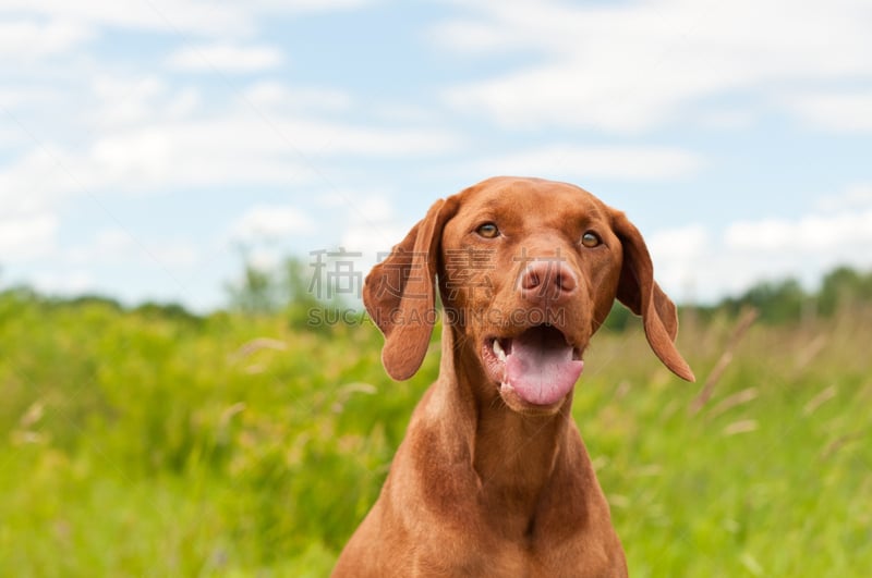 维希拉猎犬,波音达猎犬,匈牙利,肖像,自然,褐色,纯种犬,水平画幅,绿色,地形