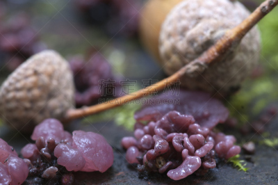 蘑菇,黏菌,褐色,水平画幅,绿色,小的,无人,苔藓,户外,生物学