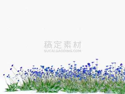 草地,蓝色,矢车菊,充满的,白色背景,水平画幅,无人,夏天,户外,野生植物