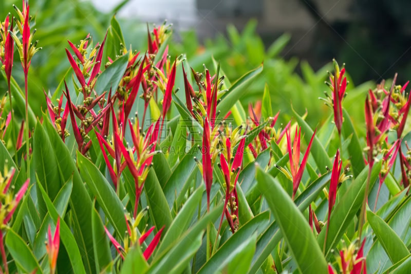 parrot's beak海里康属植物,新加坡,红色,黄色,多色的,菜园,海里康属,美,水平画幅,无人