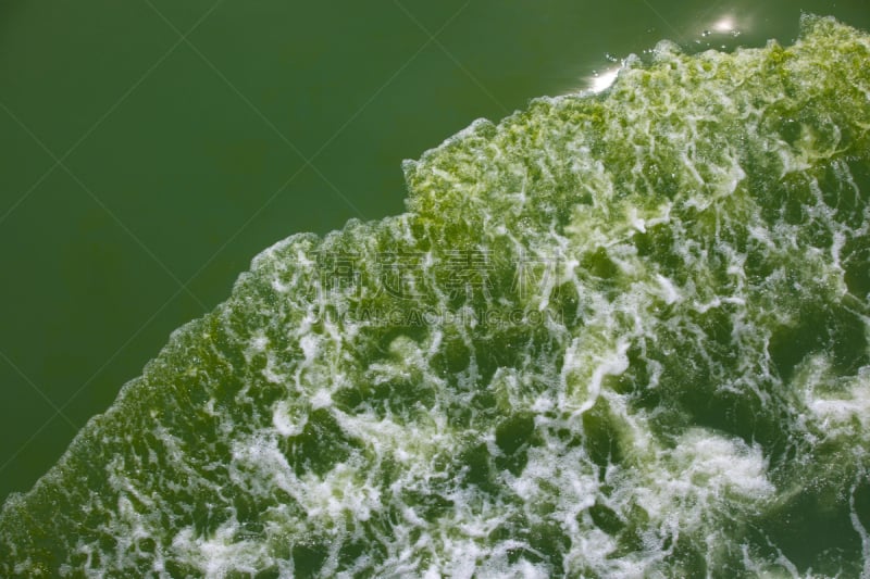 浮游生物,绿色,海洋,水,天空,水平画幅,无人,夏天,湖,特写