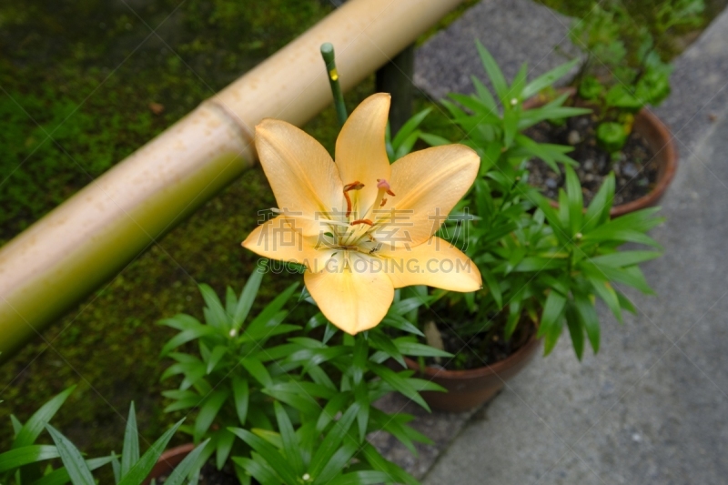 京都府,日本,百合花,京都市,水平画幅,无人,雨季,夏天,片山,摄影
