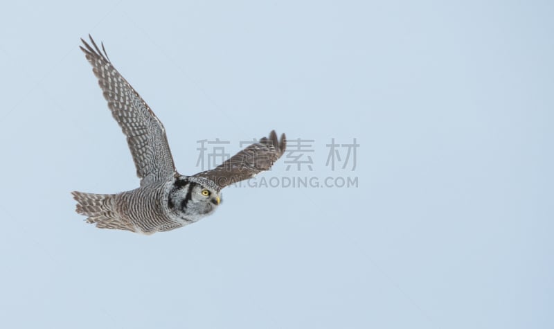 hawk owl,北,野生动物,水平画幅,无人,猫头鹰,鸟类,观鸟,野外动物,户外