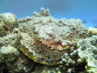 中华鬼鲉,热带海参,海参,硬珊瑚,咸水鳗,水中呼吸器,深的,自然界的状态,热带气候,生物