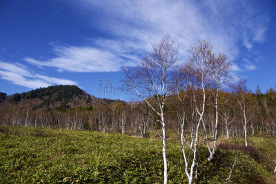 白桦树,早晨,叶子,秋天,日本,森林,自然美,山之内,长野县,植物表皮