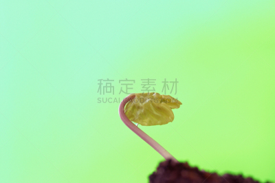 牵牛花,双叶区,水平画幅,绿色,秧苗,无人,日本,东亚,水滴,生长