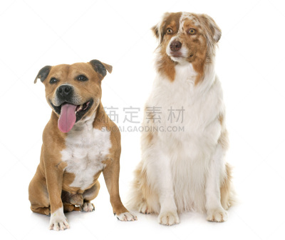 斯塔福德郡斗牛犬,澳大利亚牧羊犬,美国斗牛梗,比特犬,警犬,牧羊犬,两只动物,褐色,纯种犬,水平画幅