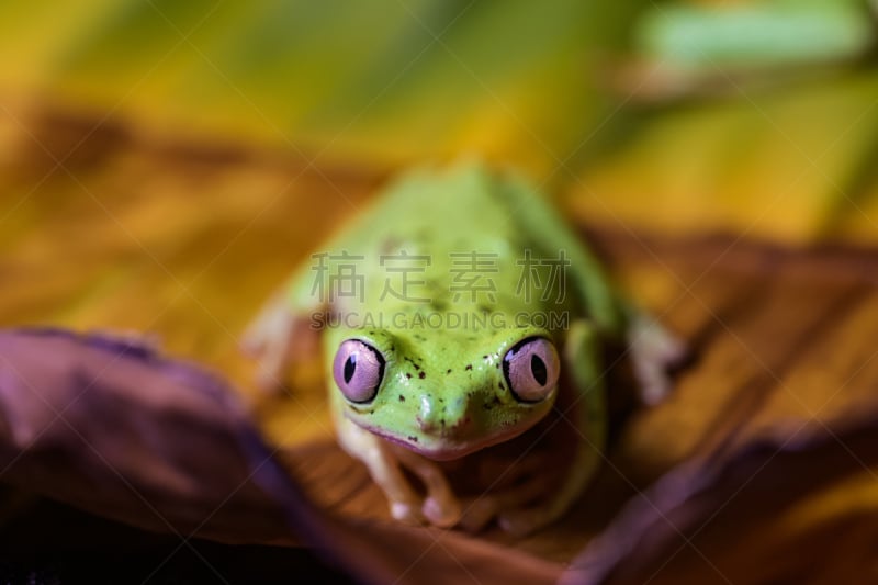 树蛙,狐猴,可爱的,野生动物门,湿,动物主题,野生动物,青蛙,池塘,生物