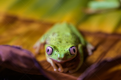 树蛙,狐猴,可爱的,野生动物门,湿,动物主题,野生动物,青蛙,池塘,生物