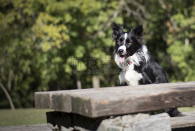 边境牧羊犬,小狗,木制,桌子,树林,纯种犬,球,肖像,狗,动物