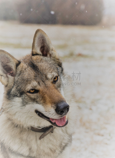 捷克,莱卡犬,西伯利亚哈士奇犬,雪橇犬,垂直画幅,选择对焦,正面视角,无人,动物身体部位,户外